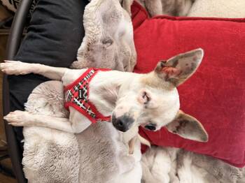 Chihuahua Dogs Available for Adoption in North Freedom, Wisconsin - Pixie  | PetCurious