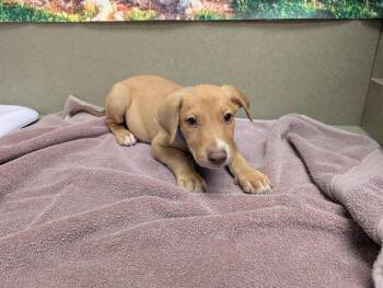 SAVE ME PLEASE This Dog - IDA554079 -  Labrador Retriever Dog for Adoption in San Marcos, California - SAVE ME PLEASE This Dog - IDA554079 | PetCurious
