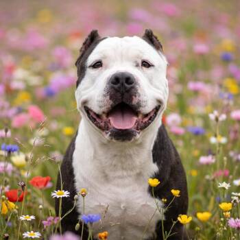 Panda -  Mixed Breed Dog for Adoption in Bangall, New York - Panda | PetCurious