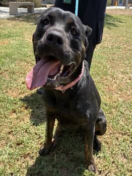 ROXY -  Rottweiler Dog for Adoption in Riverside, California - ROXY | PetCurious