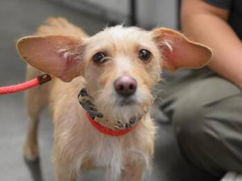 Maple -  Terrier Dog for Adoption in Portland, Oregon - Maple | PetCurious