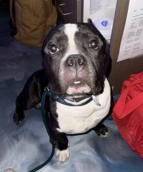 Rescue Mixed Breed Dogs for Adoption in Pontiac, Michigan - Wally | PetCurious