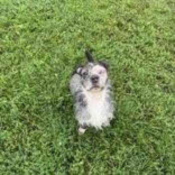 Shirley -  Terrier Dog for Adoption in Mineral Point, Wisconsin - Shirley | PetCurious