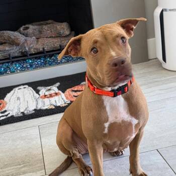 Aspen -  Boxer Dog for Adoption in Woodinville, Washington - Aspen | PetCurious