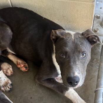 Rescue Mixed Breed Dogs for Adoption in Williston, Florida - Chase | PetCurious