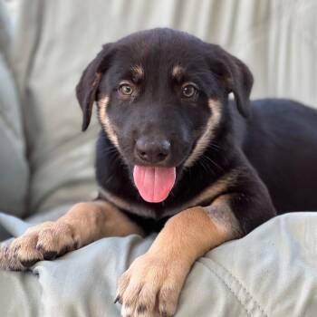 Napoleon Dynamite Pup - Lyle -  Labrador Retriever Dog for Adoption in San Diego, California - Napoleon Dynamite Pup - Lyle | PetCurious