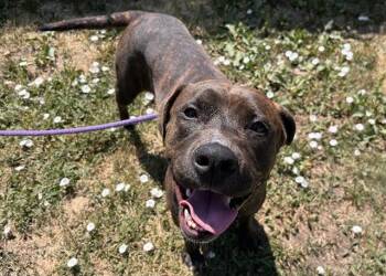 MAEVE -  Pit Bull Terrier and Mixed Breed Dog for Adoption in Colorado Springs, Colorado - MAEVE | PetCurious