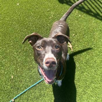 Dante 22109 -  Hound and Labrador Retriever Dog for Adoption in Cumming, Georgia - Dante 22109 | PetCurious