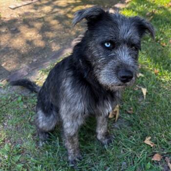 Rescue Husky and Mixed Breed Dogs for Adoption in San Jacinto, California - Conor | PetCurious