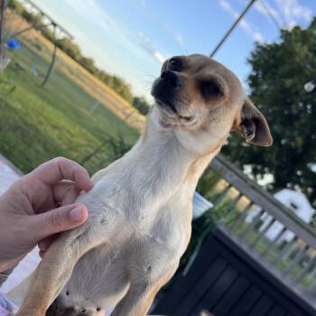 Camilla -  Chihuahua Dog for Adoption in Kokomo, Indiana - Camilla | PetCurious