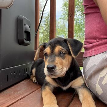 Rottweiler and Hound Dogs Available for Adoption in Carmel Hamlet, New York - Monsoon | PetCurious