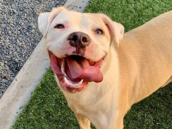 SAVE ME PLEASE Izzy - IDA554472 -  Pit Bull Terrier Dog for Adoption in San Marcos, California - SAVE ME PLEASE Izzy - IDA554472 | PetCurious