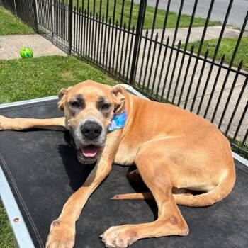 Dixie -  Great Dane Dog for Adoption in Shinnston, West Virginia - Dixie | PetCurious