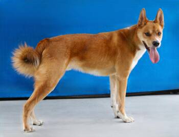 PIO -  Carolina Dog Dog for Adoption in Pasadena, California - PIO | PetCurious