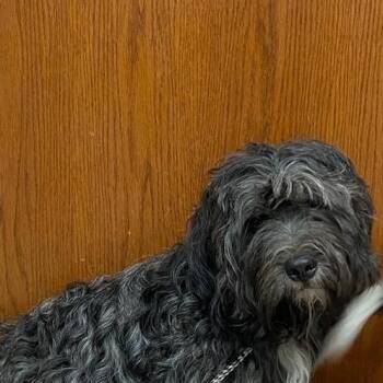 Sheldon -  Mixed Breed Dog for Adoption in West Palm Beach, Florida - Sheldon | PetCurious