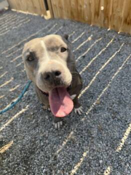 Rescue Pit Bull Terrier Dogs for Adoption - AMELIA | PetCurious