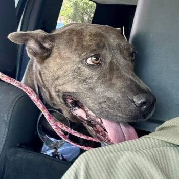 Plott Hound and Mixed Breed Dogs Available for Adoption in Mooresville, North Carolina - Stephanie | PetCurious