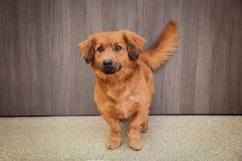 Hound and Mixed Breed Dogs Available for Adoption in Georgetown, Ohio - Gunner | PetCurious