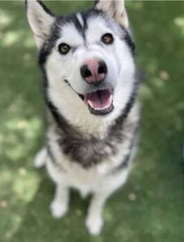 Puddin -  Siberian Husky Dog for Adoption in Los Angeles, California - Puddin | PetCurious
