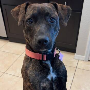 Rescue Mixed Breed Dogs for Adoption in Hopkinton, Massachusetts - Lottie | PetCurious