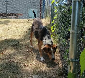 King -  Beagle Dog for Adoption in North Little Rock, Arkansas - King | PetCurious