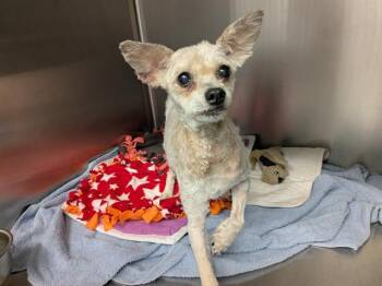 ELLIE -  Poodle and Mixed Breed Dog for Adoption in Kent, Washington - ELLIE | PetCurious