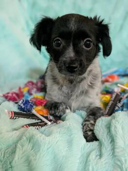 Chihuahua Dogs Available for Adoption in Kingsburg, California - Fancy Nancy | PetCurious