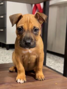 Chili -  Black Mouth Cur Dog for Adoption in The Woodlands, Texas - Chili | PetCurious