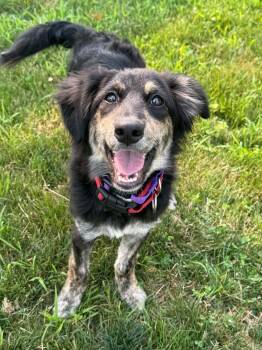 Izzie -  Shepherd and Border Collie Dog for Adoption in Billerica, Massachusetts - Izzie | PetCurious