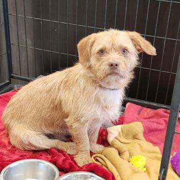 Terrier and Mixed Breed Dogs Available for Adoption in Bastrop, Texas - Lucky 26-05-149 | PetCurious