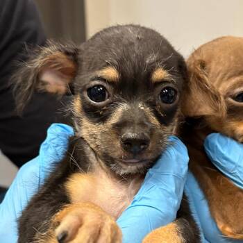 Melia -  Chihuahua Dog for Adoption in Scottsdale, Arizona - Melia | PetCurious