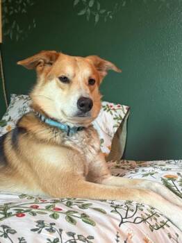 Greg -  Collie and Mixed Breed Dog for Adoption in Fort Collins, Colorado - Greg | PetCurious