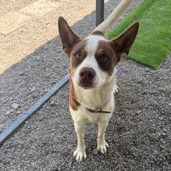 Finn -  Cattle Dog and Mixed Breed Dog for Adoption in Tacoma, Washington - Finn | PetCurious