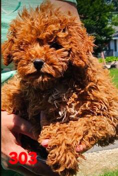 #303 -  Miniature Poodle Dog for Adoption in Twin Lakes, Wisconsin - #303 | PetCurious