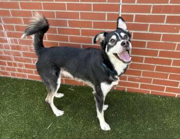 Rescue Husky Dogs for Adoption - Zorrow | PetCurious