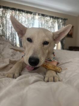 Gracie -  White German Shepherd and Mixed Breed Dog for Adoption in Mooresville, North Carolina - Gracie | PetCurious