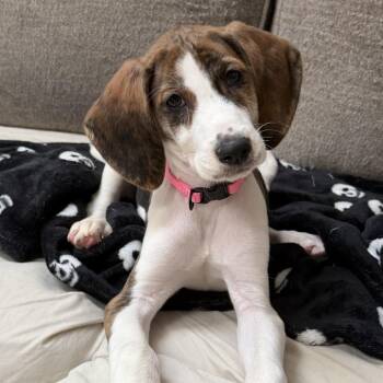 Sorinexx -  Hound and Mixed Breed Dog for Adoption in Fredericksburg, Virginia - Sorinexx | PetCurious