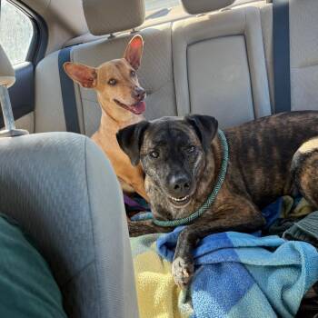 Gina Rose -  Labrador Retriever Dog for Adoption in San Diego, California - Gina Rose | PetCurious