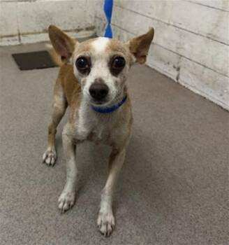 LEO -  Chihuahua Dog for Adoption in San Bernardino, California - LEO | PetCurious