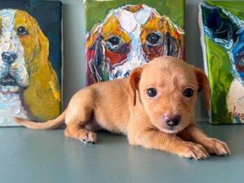Tina -  Fox Terrier and Mixed Breed Dog for Adoption in San Antonio, Texas - Tina | PetCurious