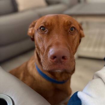 Fred -  Pit Bull Terrier and German Shepherd Dog Dog for Adoption in Chico, California - Fred | PetCurious