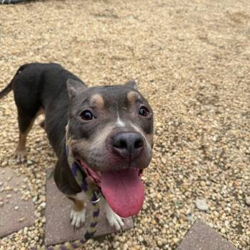Nine -  Mixed Breed Dog for Adoption in Philadelphia, Pennsylvania - Nine | PetCurious