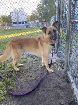 Hans -  German Shepherd Dog and Mixed Breed Dog for Adoption in Vero Beach, Florida - Hans | PetCurious
