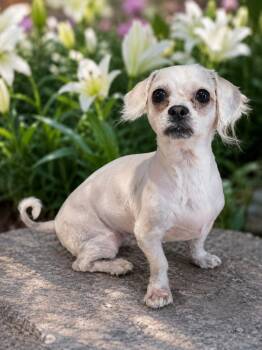 Bichon Frise Dogs Available for Adoption - Mona | PetCurious