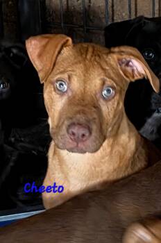 Labrador Retriever and Boxer Dogs Available for Adoption in Watertown, Connecticut - Cheeto  | PetCurious