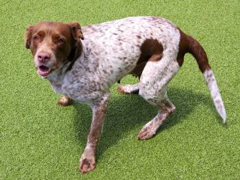 Brittany Spaniel and German Shorthaired Pointer Dogs Available for Adoption in Baldwinsville, New York - OK/Gabby Sue | PetCurious
