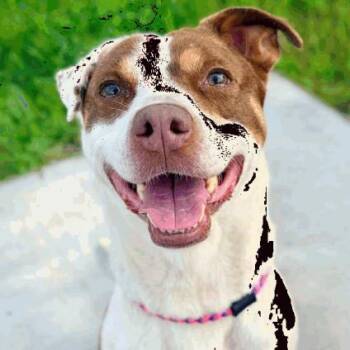 Amber -  Mixed Breed Dog for Adoption in Indianapolis, Indiana - Amber | PetCurious