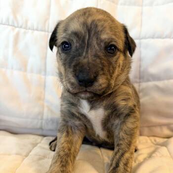 Labrador Retriever and Chow Chow Dogs Available for Adoption - 906C (2026) Archer | PetCurious