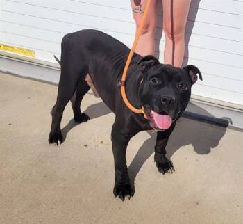 Rescue Pit Bull Terrier Dogs for Adoption in Louisville, Kentucky - FORE MIKE | PetCurious