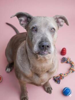 Fancy -  Labrador Retriever and Catahoula Leopard Dog Dog for Adoption in Bowling Green, Kentucky - Fancy | PetCurious
